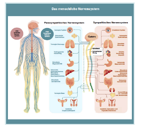 Vargusnerv Grafik@2x